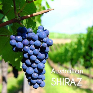 Tìm Hiểu Về Giống Nho Shiraz - Kiến Thức Rượu Vang