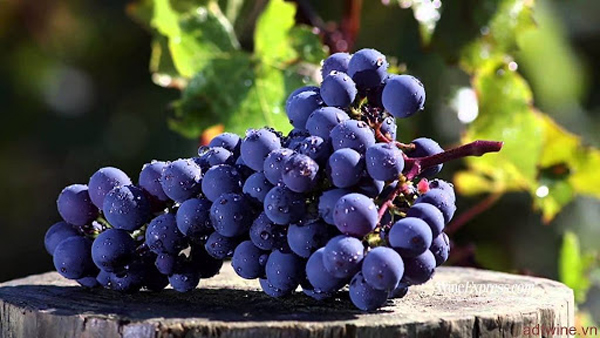 Tempranillo - Giống nho Tây Ban Nha