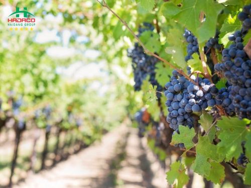 TÌM HIỂU LÝ DO KHIẾN CÁC NHÀ SẢN XUẤT RƯỢU VANG VÀ NGƯỜI YÊU VANG LẠI SAY MÊ CABERNET SAUVIGNON