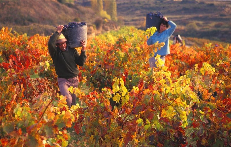 Lễ Hội Rượu Vang Mendoza - Argentina