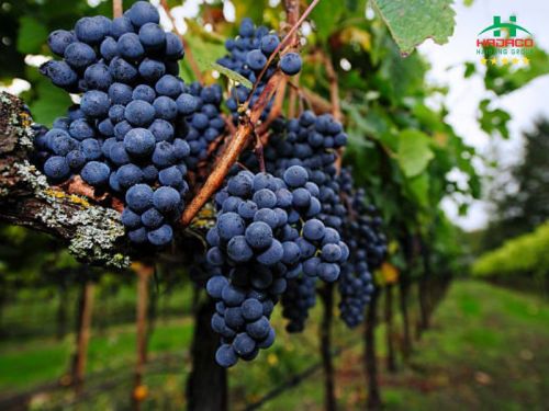 VANG MERLOT VÀ NHỮNG THÔNG TIN HỮU ÍCH AI CŨNG CẦN BIẾT