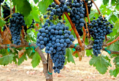 NGÀY QUỐC TẾ GIỐNG NHO TEMPRANILLO - 11 THÁNG 11