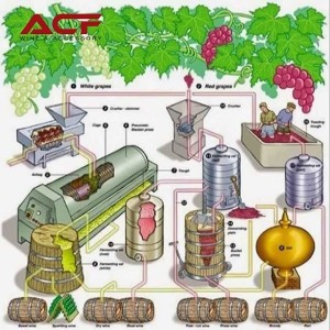 NHỮNG ĐIỀU CÓ THỂ BẠN CHƯA BIẾT VỀ CÁC NHÀ SẢN XUẤT VÀ QUÁ TRÌNH SẢN XUẤT RƯỢU VANG