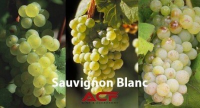 NEW ZEALAND - THỦ PHỦ MỚI CỦA RƯỢU VANG SAUVIGNON BLANC